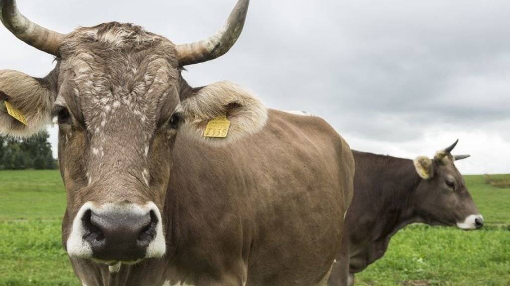 Nur Bauernbetriebe, die ohne Pestizide produzieren und ihre Tiere nicht vorbeugend mit Antibiotika behandeln, sollen gemäss einer neuen Volksinitiative künftig noch Subventionen erhalten. (Symbolbild)
