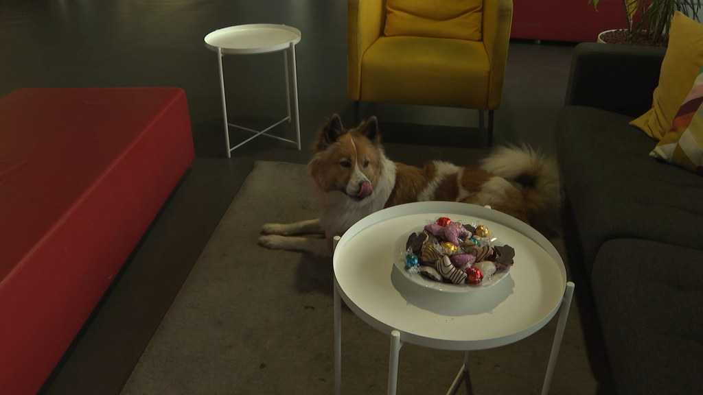 Wenn Haustiere an Weihnachten naschen