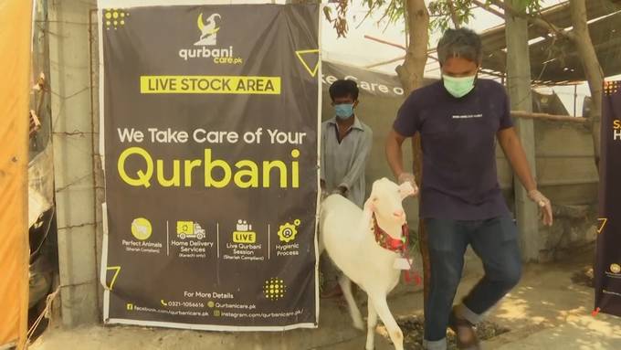 Tieropferungen online: Pakistani bietet ein digitales «Qurbani»-Erlebnis