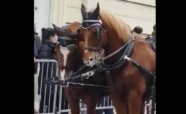 Tierschützer haben am Montagscortège ein schäumendes Chaisen-Pferd gefilmt.