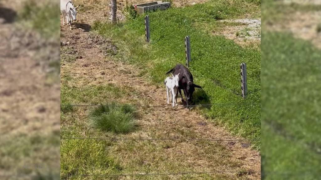 Plötzlich weg: In Beinwil SO verschwindet ein neugeborener Esel von einem Bauernhof