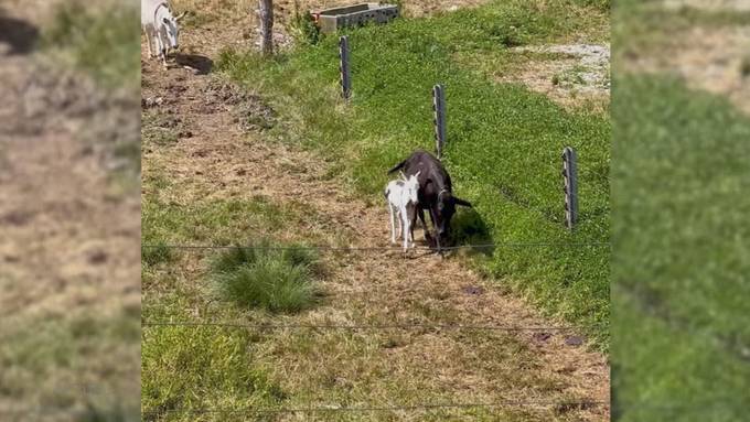 Plötzlich weg: In Beinwil SO verschwindet ein neugeborener Esel von einem Bauernhof