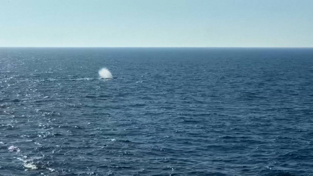 Buckelwal «Timmy» in der Nordsee freigesetzt