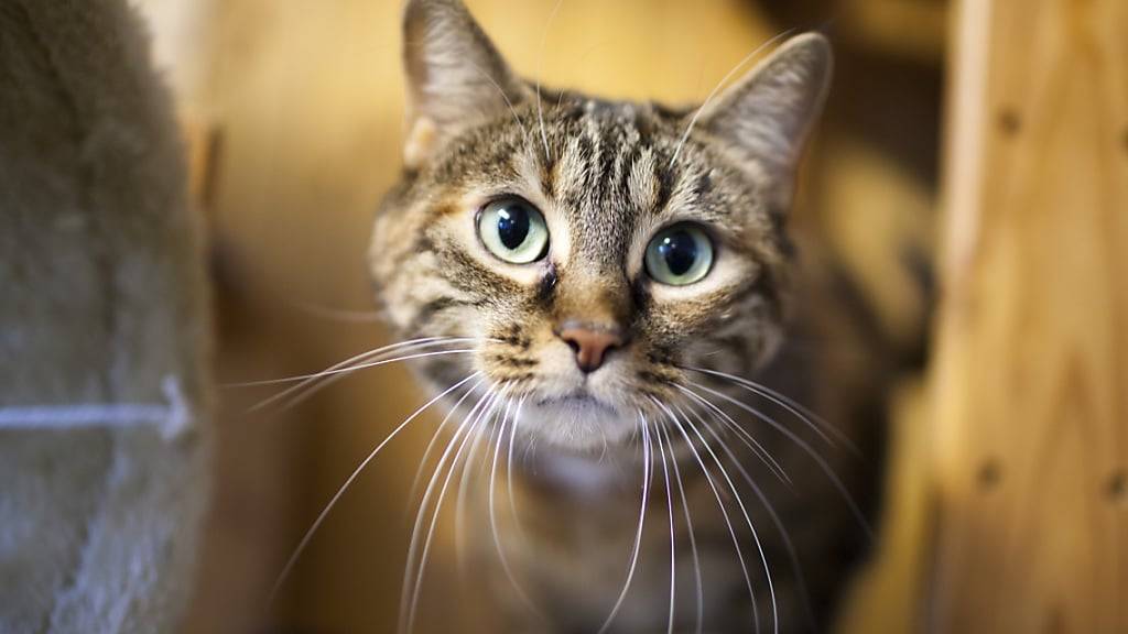 Die Zahl der verwilderten Katzen nimmt in der Schweiz zu. Im St. Galler Kantonsrat wird die Einführung einer Chip-Pflicht verlangt. (Archivbild)