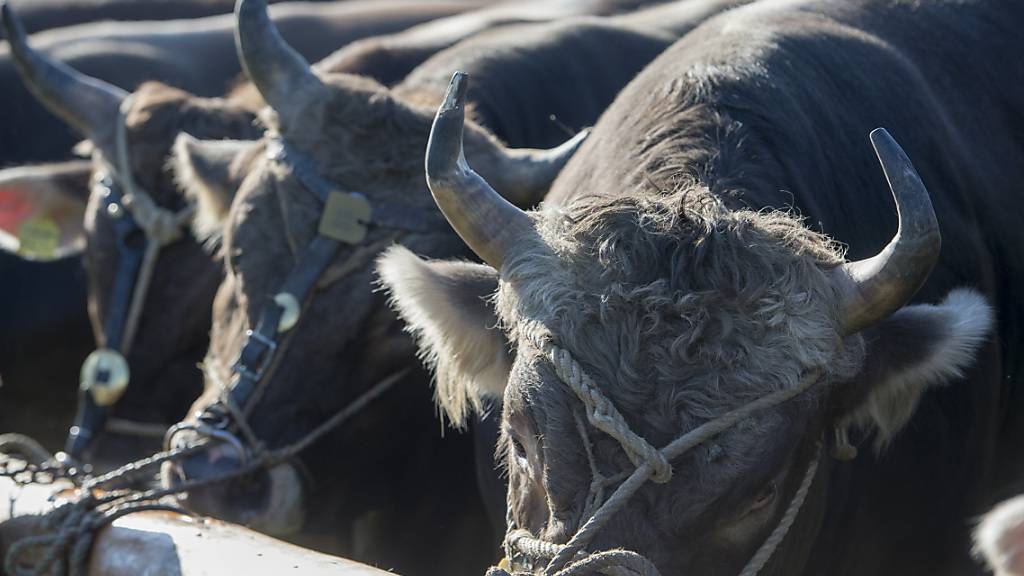 Ein Stier hat in Valanvron bei La Chaux-de-Fonds einen Bauern getötet. (Symbolbild)
