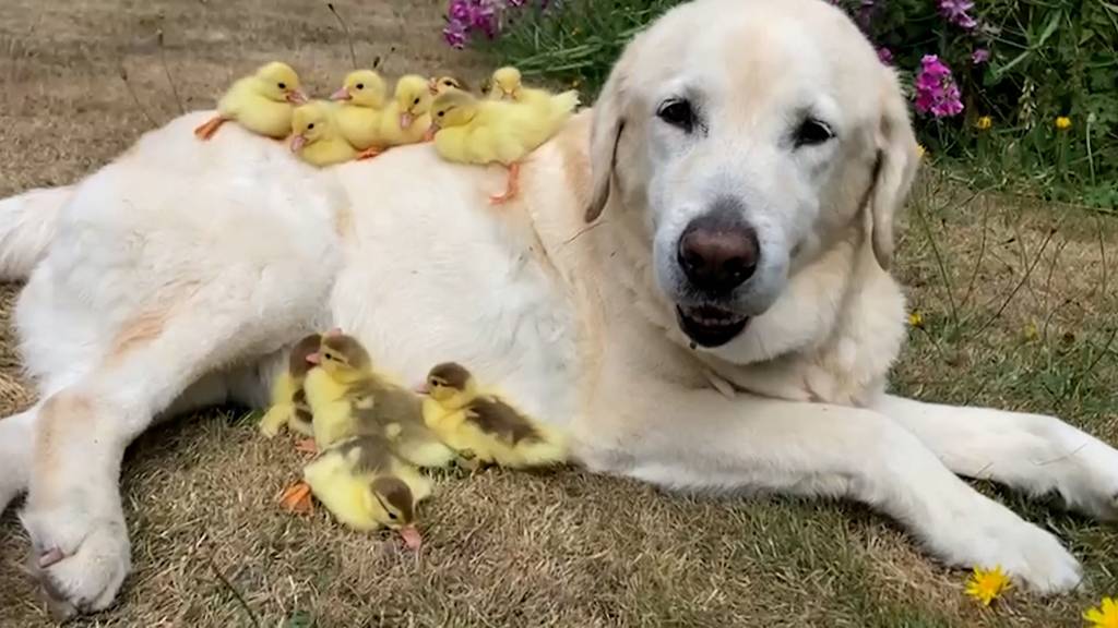 Labrador Fred adoptiert 15 Entenküken - und das nicht zum ersten Mal