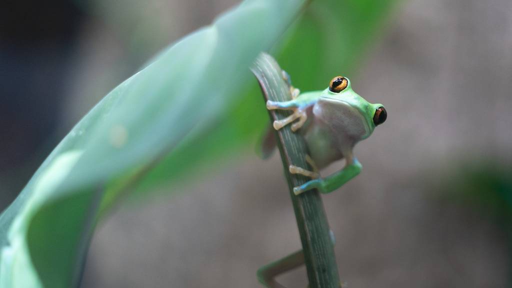 Zoll fängt Laich von bedrohter Froschart ab – Zoo Zürich züchtet damit Reservepopulation