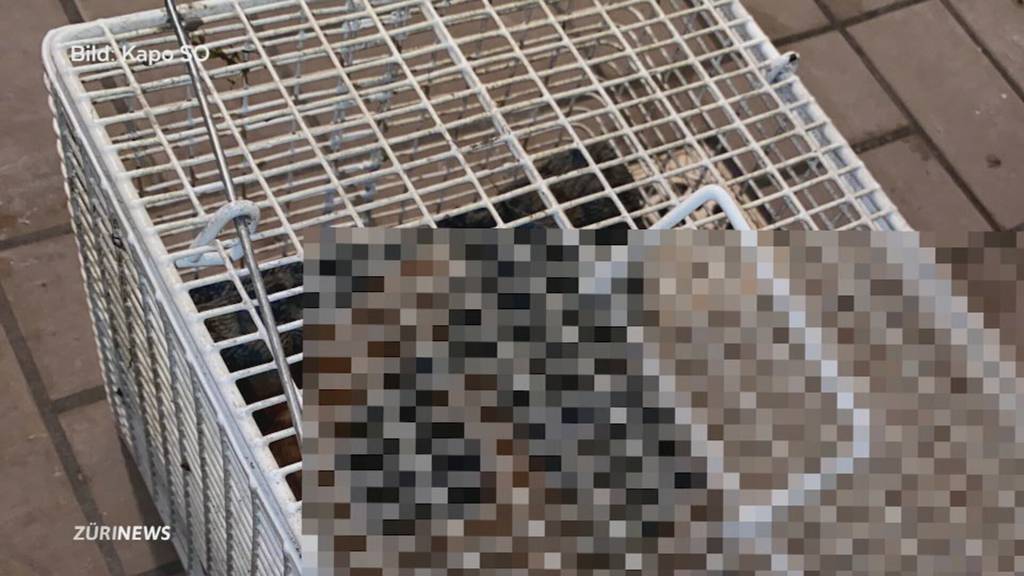 Empörung: Wer hat in Wolfwil eine Katze ertränkt?