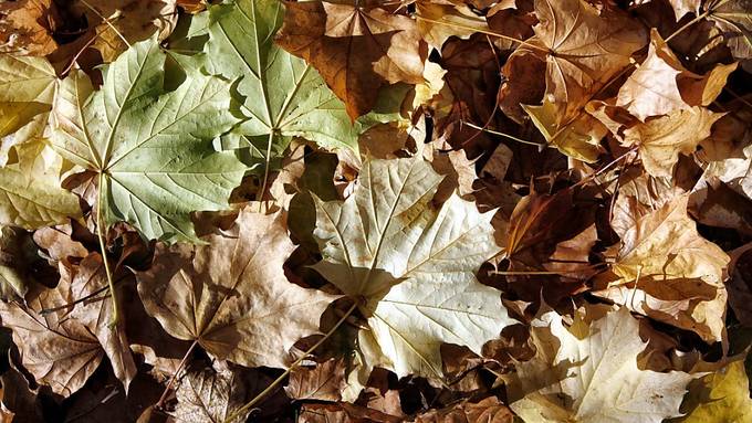 Trockenheit lässt Blätter und Nadeln früher fallen