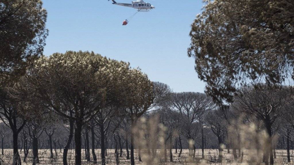 Verkohlte Bäume nach dem Feuer: Der Waldbrand in Andalusien ist unter Kontrolle.