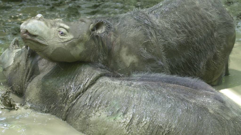 Die  kleinen und behaarten Sumatra-Nashörner sind extrem bedroht. Weltweit gibt es nur 80 von ihnen.