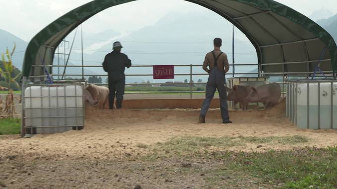 Ostschweizer Schweinezüchter fürchten sich vor Schweinepest