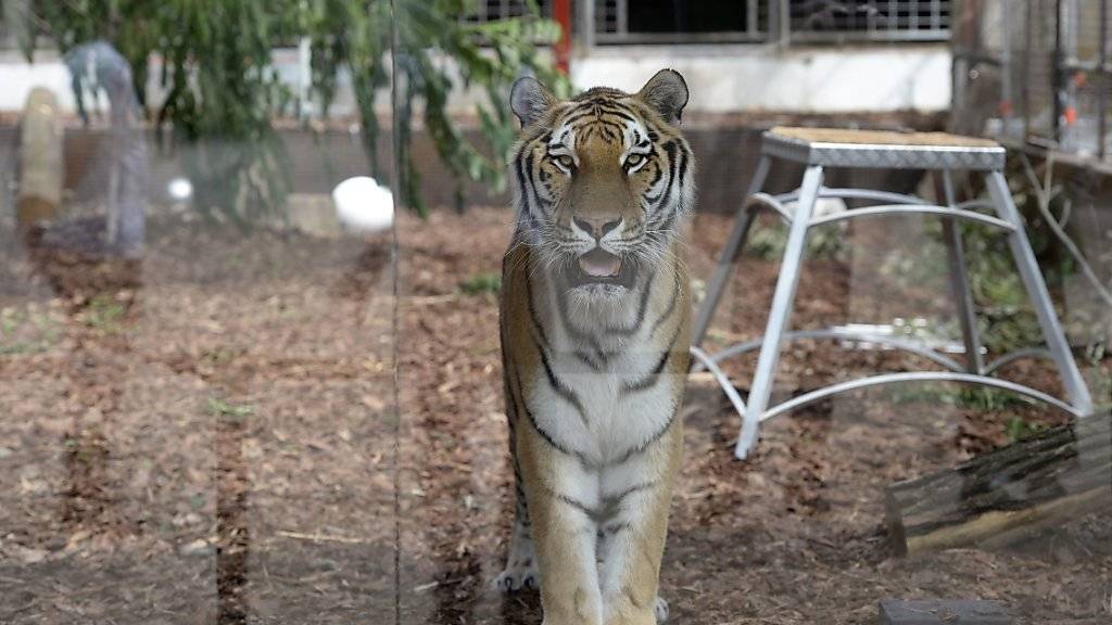 Ein 200 Kilo schwerer Tiger ist in Paris aus einem Zirkus-Gehege ausgebrochen. (Symbolbild)