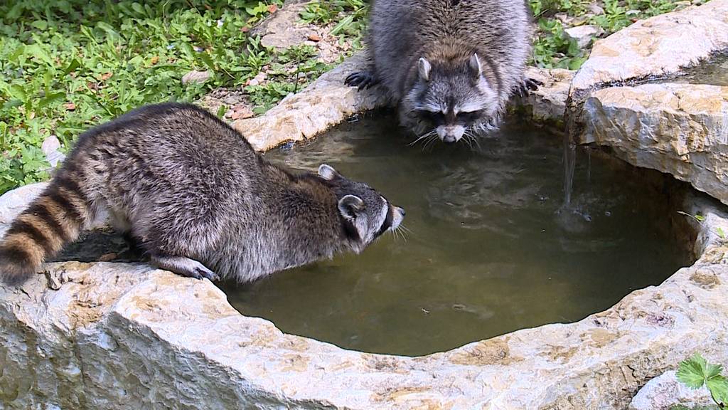 Tierpark und Therapie-Ort 