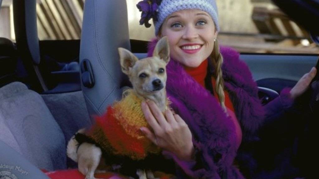 Reese Witherspoon und Chihuahua Bruiser 2001 in «Legally Blonde». Nun ist der vierbeinige Filmstar verstorben (Pressebild).