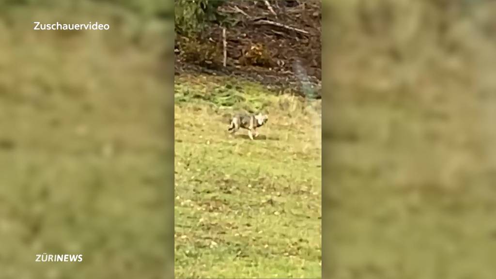 Sichtung: Am Solothurner Passwang ist ein Wolf