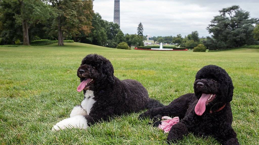Obamas Haustiere Bo und Sunny im Gras vor dem Weissen Haus: Entführer hatte es auf einen der Hunde abgesehen. (Archiv)