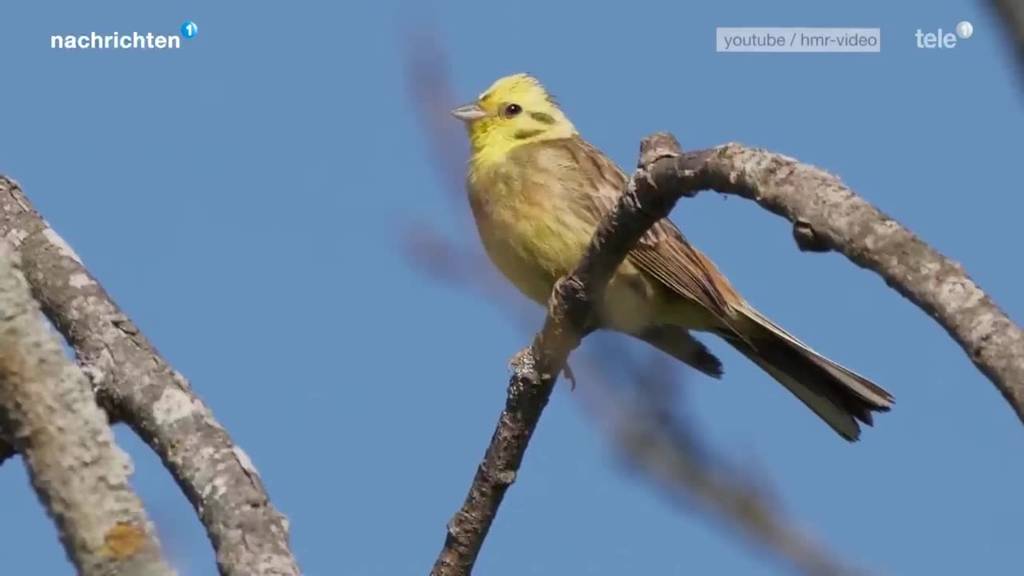 Biodiverstitätsprojekt soll Goldammer fördern