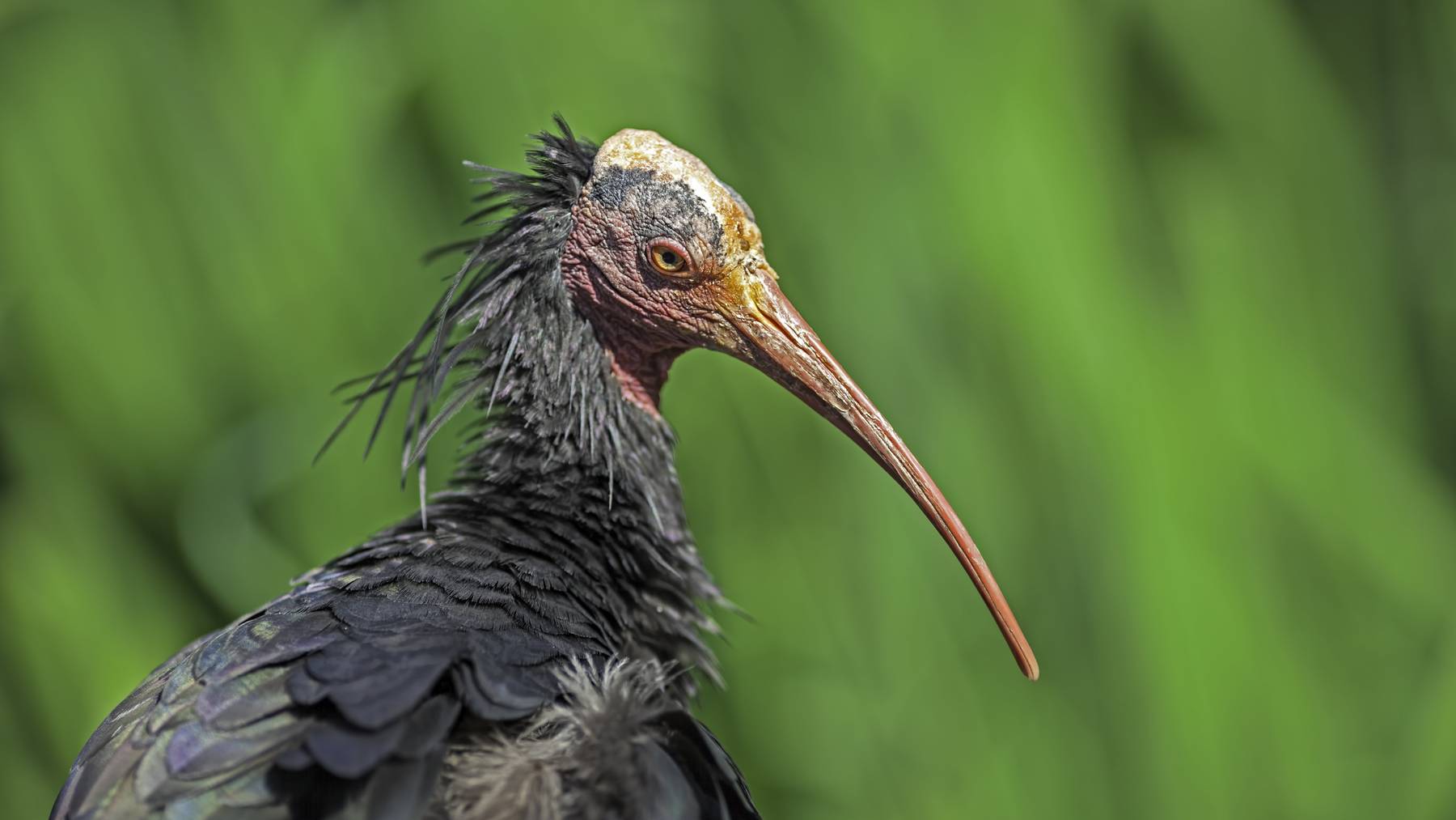 Der Waldrapp verschwand vor gut 400 Jahren aus Europa. (Bild: iStock/Ian Dyball)