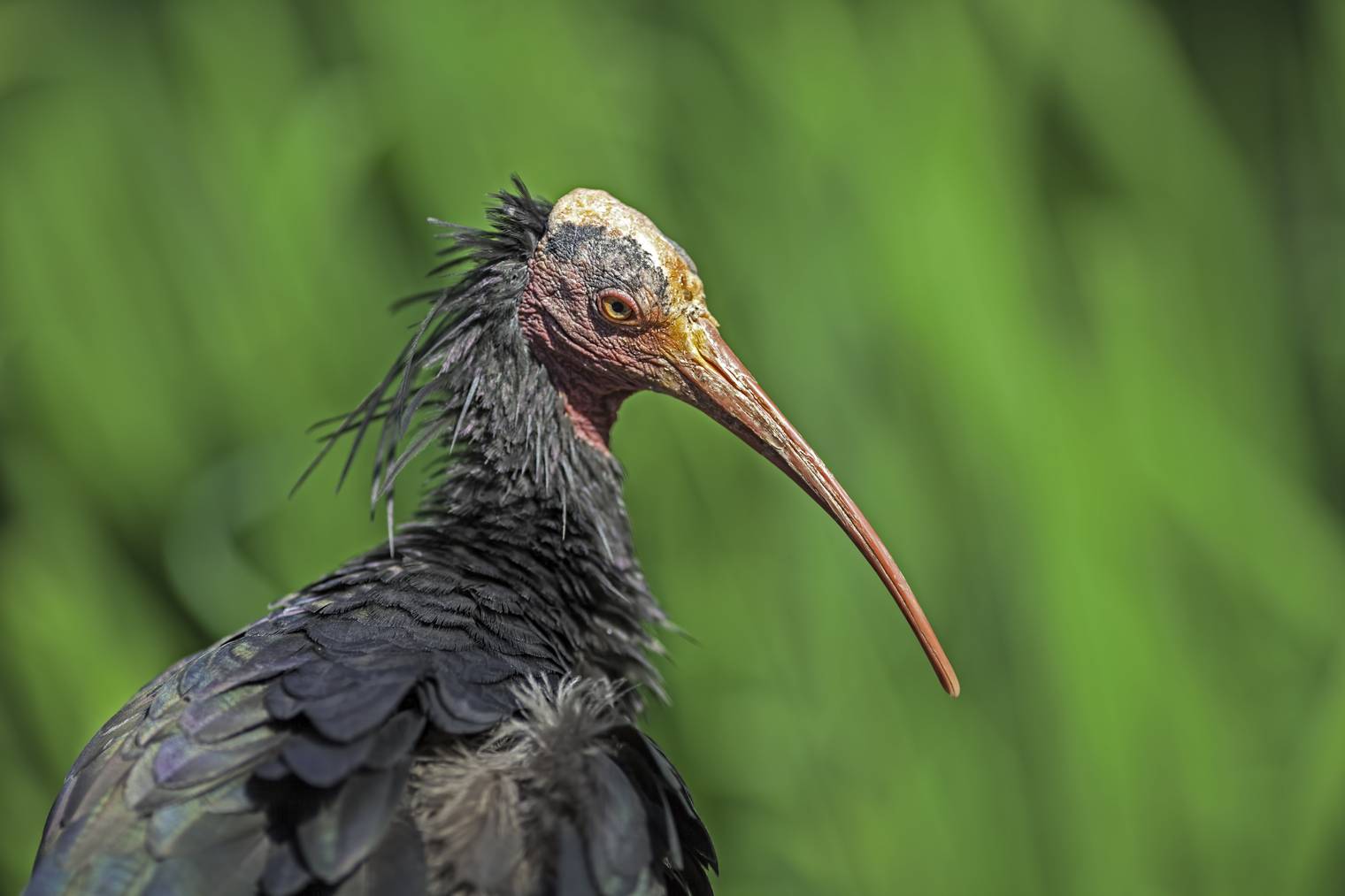 Der Waldrapp verschwand vor gut 400 Jahren aus Europa. (Bild: iStock/Ian Dyball)