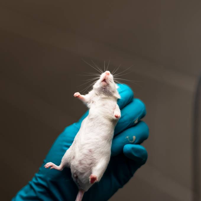 Forschende führen mehr belastende Tierversuche durch