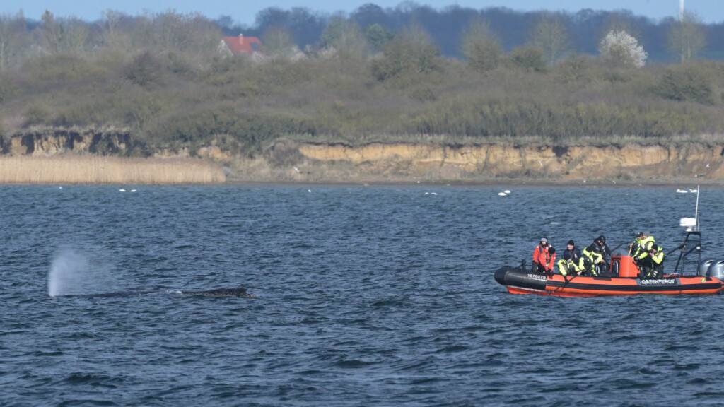 Der Buckelwal liegt am Nachmittag noch immer in der Wismarer Bucht. Foto: Stefan Sauer/dpa