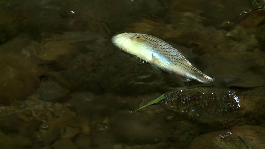 Hunderte Fische sterben im Tägelbach
