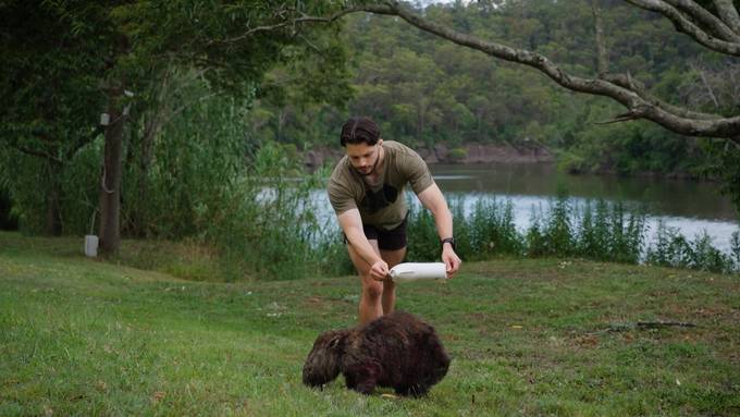 Australien: 25-Jähriger kündigt Job, um Wombats zu retten