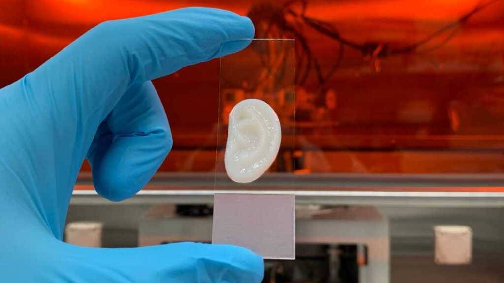 Forschenden ist es gelungen, ein künstliches Ohr aus menschlichen Ohrknorpelzellen zu erzeugen.