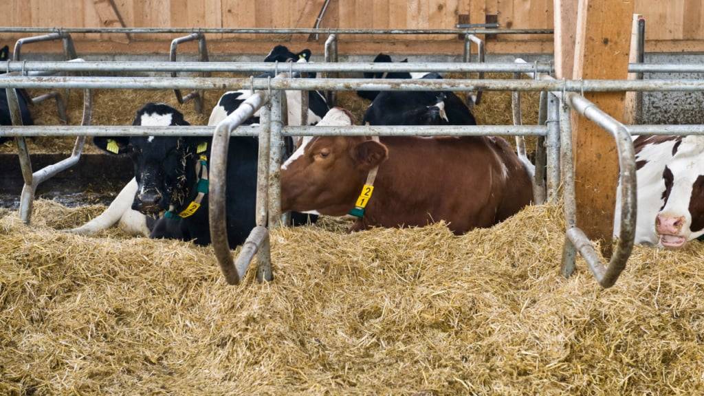 Im Kanton St. Gallen stürzte ein 36-Jähriger vom Strohboden in die darunterliegende Stallbox und verletzte sich dabei schwer. (Symbolbild)