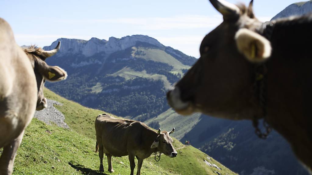 Weidende Kühe stossen weniger Lachgas aus als bisher angenommen. Das haben Forschende von Agroscope in einer Studie auf einer Weide festgestellt. (KEYSTONE/Gian Ehrenzeller)