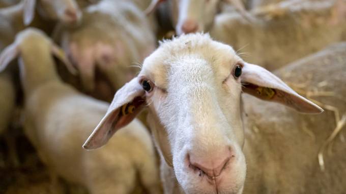 Blauzungenkrankheit bei drei Schafen nachgewiesen