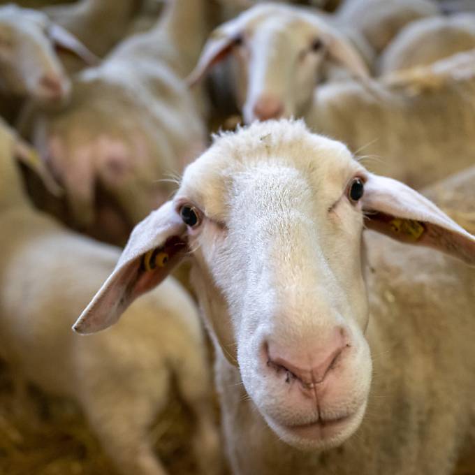 Blauzungenkrankheit bei drei Schafen nachgewiesen