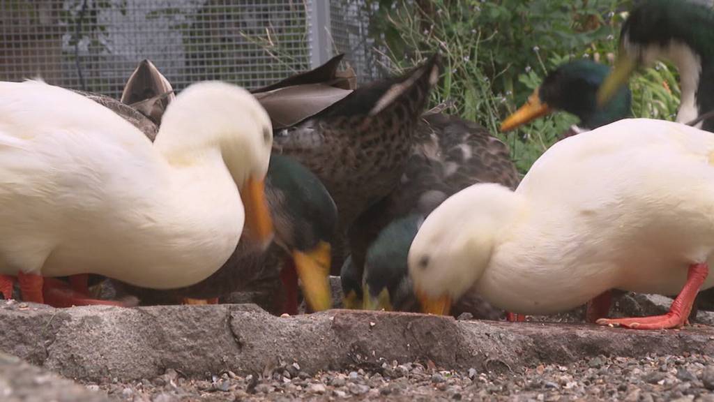 Illegal und gefährlich: Unbekannte werfen Küchenabfälle in den Entenweiher