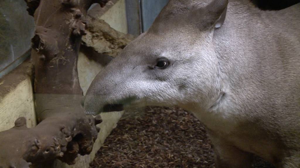 Tapir im Zoo Zürich ausgebüxt