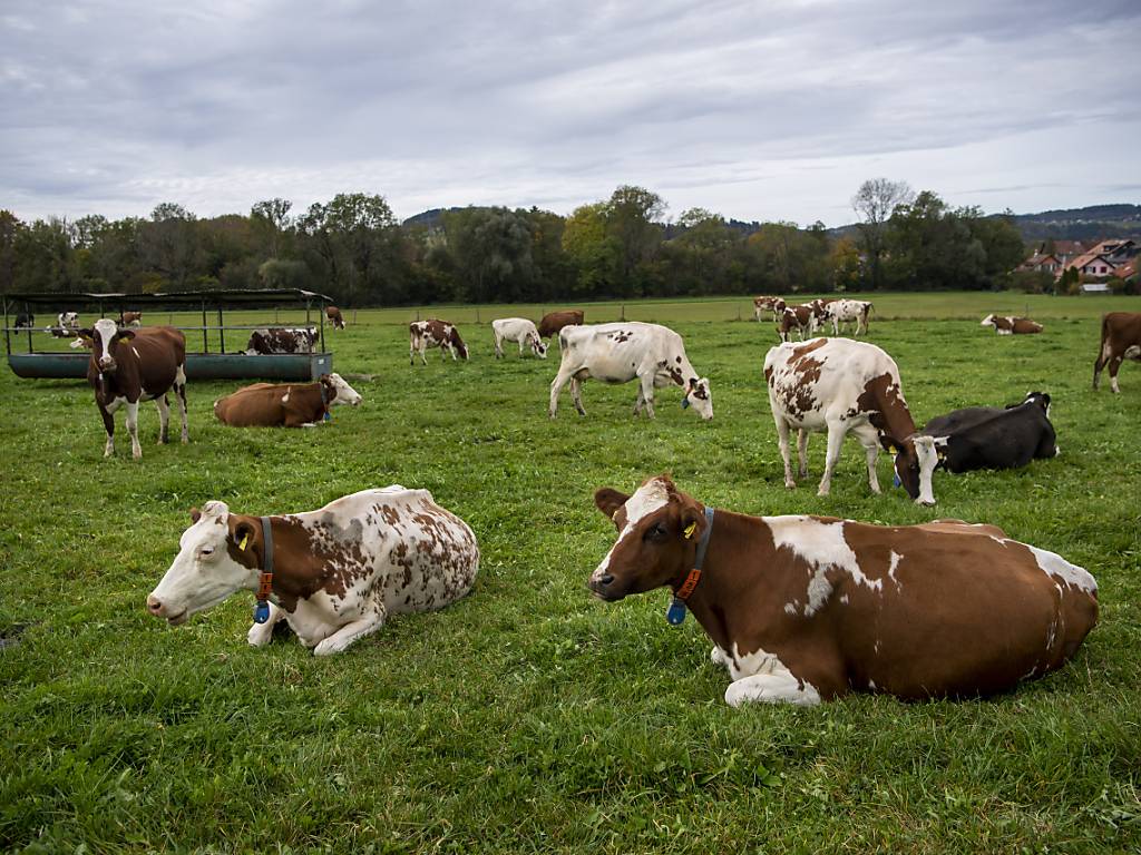 Das friedliche Bild der wiederkäuenden Kühe täuscht: Die Landwirtschaft ist eine der unfallträchtigsten Branchen. (Symbolbild)