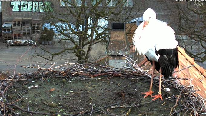 Storch ist zurück in seinem Nest in der Stadt Bern