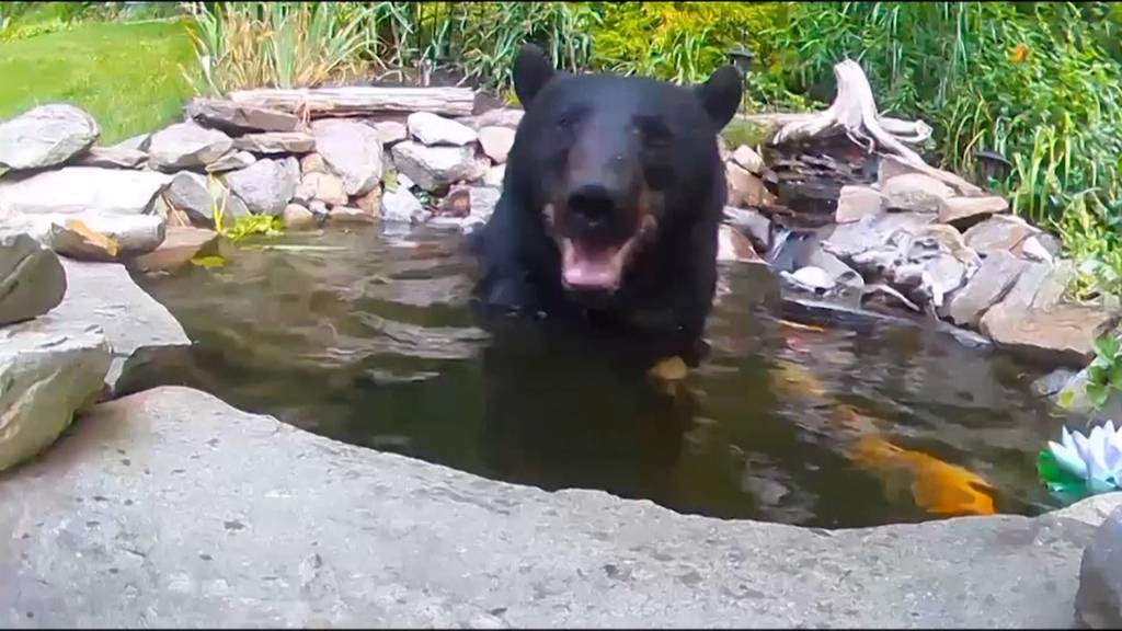 Bär will sich in Teich abkühlen - Kois schlagen ihn in die Flucht