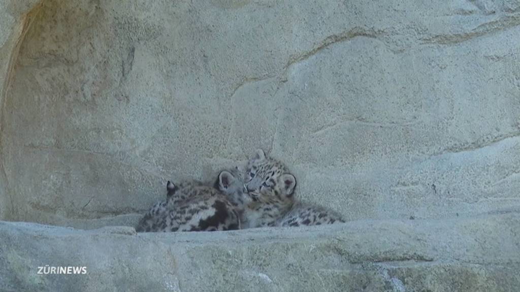Erster Ausflug im Zürcher Zoo: Schnee-Leoparden-Babys zeigen sich
