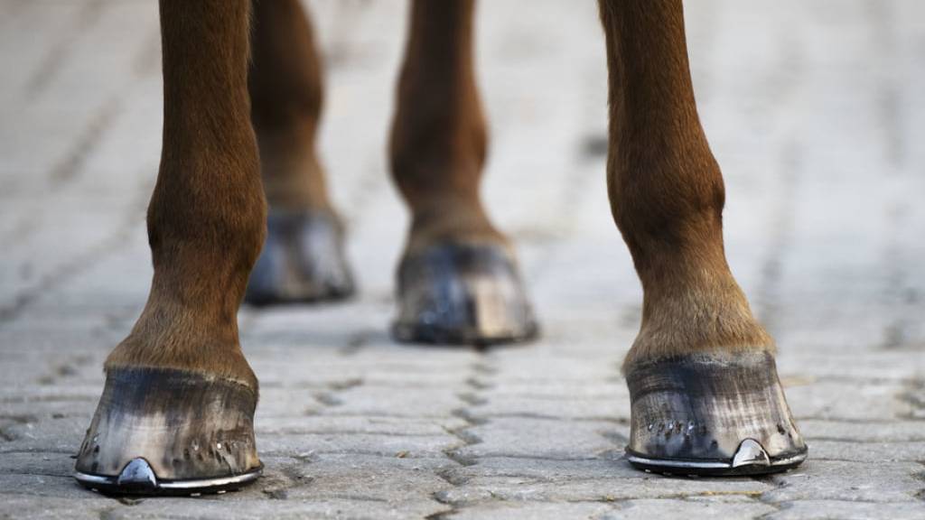 Pferd springt vor Zug und wird tödlich verletzt