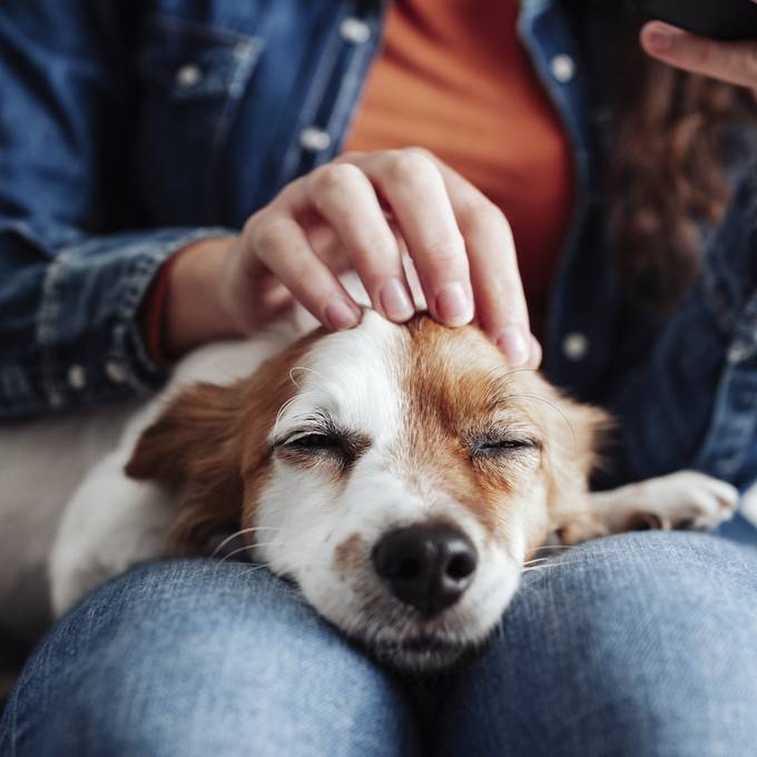 So können Haustierbesitzer ihre Ferien stressfrei geniessen