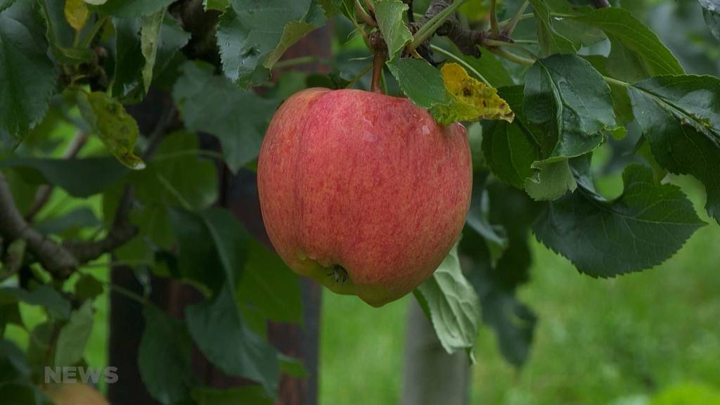 Der Frost macht den Obstproduzenten einen Strich durch die Rechnung