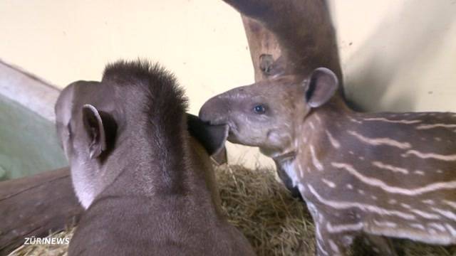 Süsser Zuwachs im Zoo Zürich