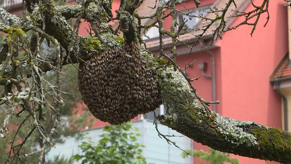 Bienenschwärme in der Stadt Zürich