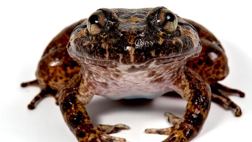 Berner Studie korrigiert Zahl der Froscharten auf Borneo nach unten