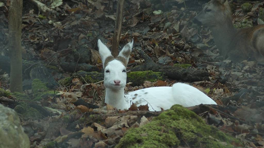 Weisses Reh im Tierpark Goldau