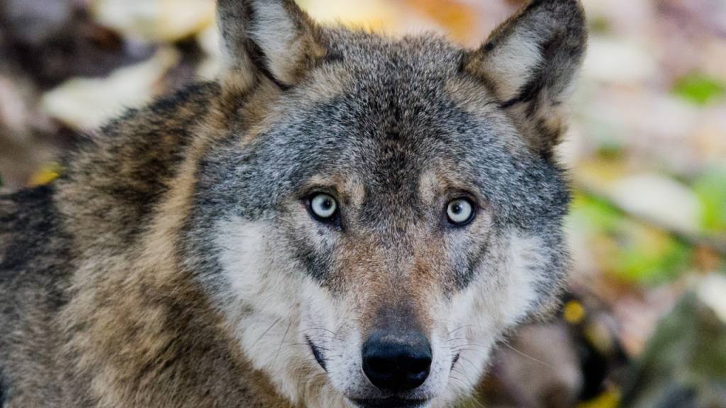 Der Wolf soll in den Tierpark Lange Erlen. Die Bauarbeiten für die neue Anlage haben begonnen, die Tiere müssen noch erworben werden. (Archivbild)
