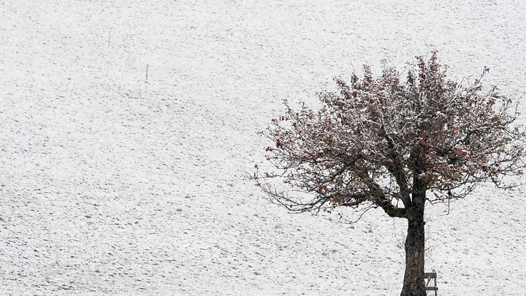 Der Apfelbaum in Sigriswil BE wurde in der Nacht auf Sonntag vom ersten Schnee erwischt. (KEYSTONE/Anthony Anex)