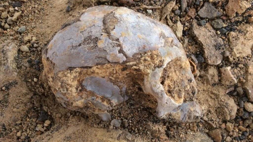 Der Schädel des 13 Millionen Jahre alten Vorfahren von Menschenaffen und Menschen wurde bei Ausgrabungen in Kenia entdeckt.