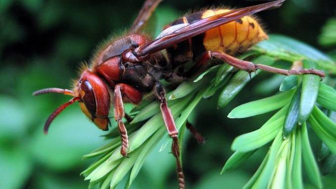 Sorge um Bienen: Asiatische Riesenhornisse in den USA gesichtet